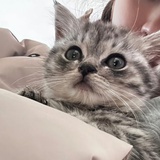 爱吃什么爱吃瓜