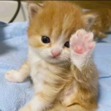 树屋奋进小熊猫