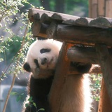 优优