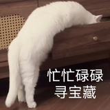 猫露露
