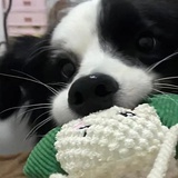 卷毛小狗