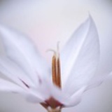 邁