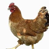 TSs3_