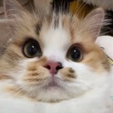 苍苍子