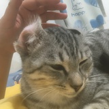 豆友H0