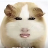 小P