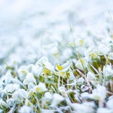 踏雪寻梅