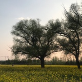 Junjie