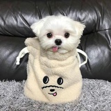 半夜坟头调戏鬼