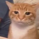 dbwjwvidbea