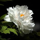 Peony