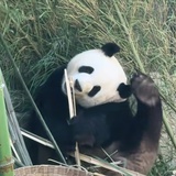 女巫的小丑鱼