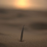 苏打