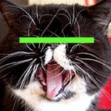猫大脑袋