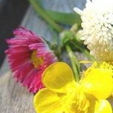 蕊
