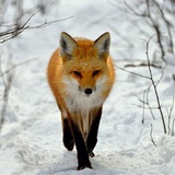 旮旯里的小狐狸