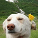不会游泳的圈