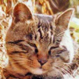 贼猫