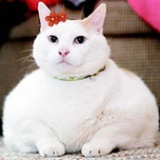 小仙