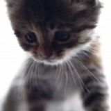 mignon