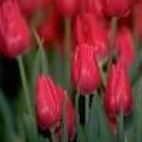 redtulip