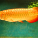fengyun5