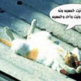 catkk