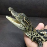 阿奎罗
