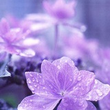 小紫