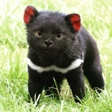 可口可乐可口吗