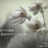 lily安