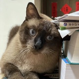 另一个大头熊熊