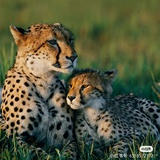unconditional