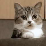 二二