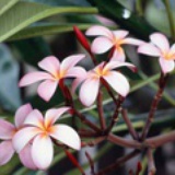 红豆