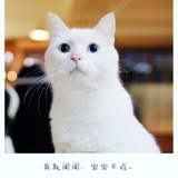 香煎萝卜糕
