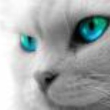 意识流动的猫