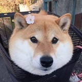 皮阿兹