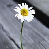 夏