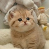 最爱猫