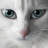 mewo