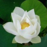 Zen Cart-OSC