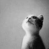 angelcat