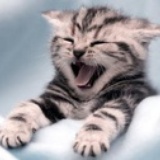 一只猫