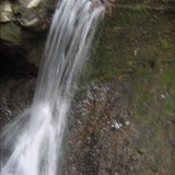 天堂鸟