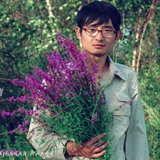 王文王马户