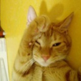 猫族大师