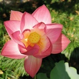 甜橘子