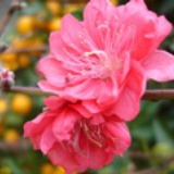 桃花向大海