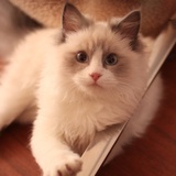 猫岁。
